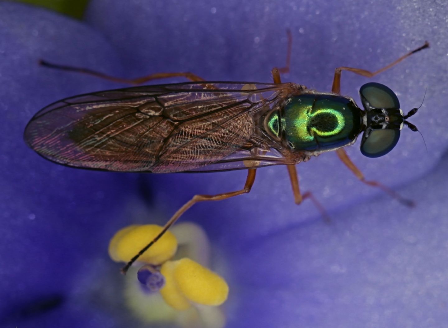 Stratiomyidae: Sargus bipunctatus